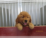 Puppy Milo Golden Retriever