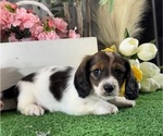 Image preview for Ad Listing. Nickname: Dominic