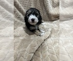 Puppy Eddie Cockapoo (Miniature)