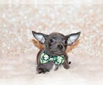 Puppy Denver Chihuahua