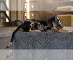 Small #5 Catahoula Leopard Dog