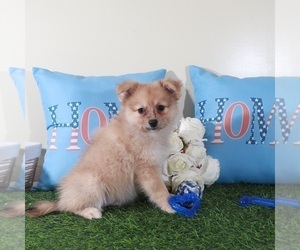 Pomeranian Puppy for sale in MOUNT VERNON, OH, USA