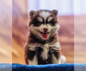 Pomsky Puppy for Sale in DEER GROVE, Illinois USA