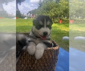Siberian Husky Puppy for sale in EXETER, RI, USA