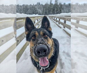 German Shepherd Dog Dogs for adoption in Gloversville, NY, USA