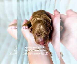 Bernedoodle (Miniature) Puppy for sale in ELKHART, IA, USA