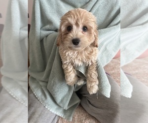 Cavapoo (Miniature) Puppy for Sale in HAMPTON, Virginia USA