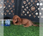 Small #3 Dachshund