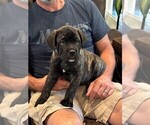 Small #6 Cane Corso