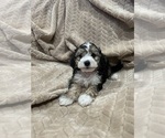 Puppy Crash Cockapoo (Miniature)