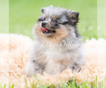 Puppy Cullen AKC Pomeranian