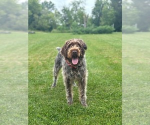Father of the Wirehaired Pointing Griffon puppies born on 07/20/2026