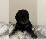 Puppy Midnight Poodle (Miniature)
