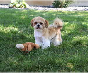 Shih Tzu Puppy for sale in SYRACUSE, IN, USA