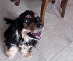 Small #3 Cocker Spaniel