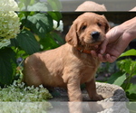 Puppy Homer Golden Retriever