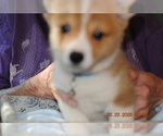 Puppy Benji Puppy 3 Pembroke Welsh Corgi
