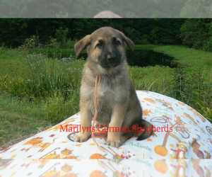 German Shepherd Dog Puppy for sale in PIEDMONT, MO, USA