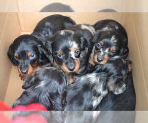 Dachshund Litter for sale in GREENWOOD, WI, USA