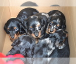 Image preview for Ad Listing. Nickname: Litter of 6
