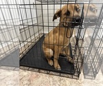 Small #3 American Mastiff-Australian Shepherd Mix