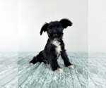 Image preview for Ad Listing. Nickname: AKC Sophie