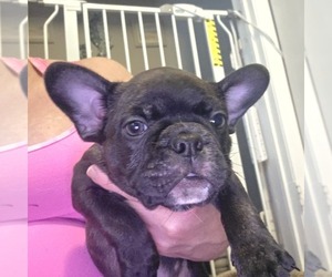 Faux Frenchbo Bulldog Puppy for sale in FT MYERS, FL, USA