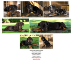 Small #1 Catahoula Leopard Dog