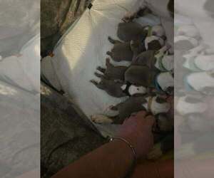 Boston Terrier Litter for sale in GONIC, NH, USA