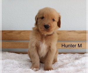 Golden Retriever Puppy for Sale in GREENEVILLE, Tennessee USA