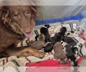 Border-Aussie Litter for sale in BLUE RIVER, WI, USA