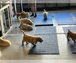Small #5 Golden Retriever