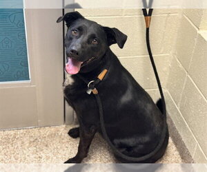 Labrador Retriever-Unknown Mix Dogs for adoption in Pueblo, CO, USA