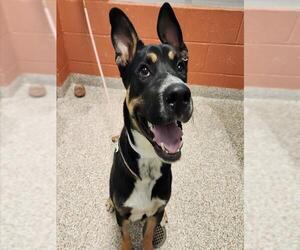 German Shepherd Dog-Unknown Mix Dogs for adoption in Pueblo, CO, USA