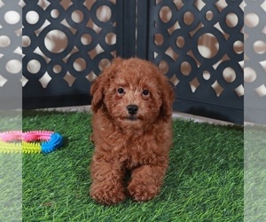 Poodle (Miniature) Puppy for sale in MOUNT VERNON, OH, USA