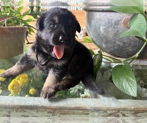 German Shepherd Dog Puppy for sale in SANDUSKY, OH, USA