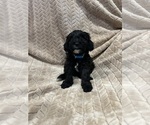 Puppy Scrat Cockapoo (Miniature)