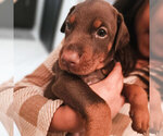 Puppy AKC Full Euro Doberman Pinscher