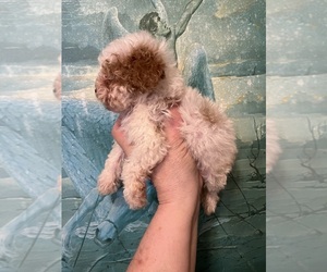 Maltipoo (Miniature) Dogs for adoption in VENETA, OR, USA