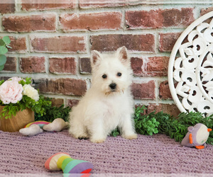 West Highland White Terrier Puppy for Sale in SYRACUSE, Indiana USA