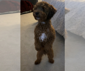 Father of the Poodle (Miniature) puppies born on 04/16/2026