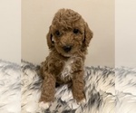 Puppy Hopper Poodle (Miniature)