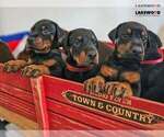 Puppy AKC Full Euro Doberman Pinscher
