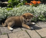 Image preview for Ad Listing. Nickname: Indio