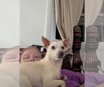 Small Chihuahua Mix