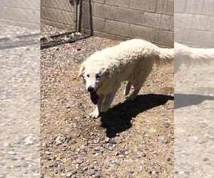 Kuvasz Dogs for adoption in SNOWFLAKE, AZ, USA