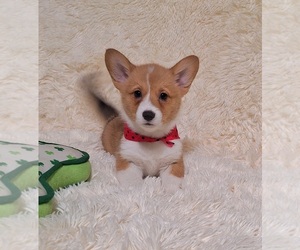 Pembroke Welsh Corgi Litter for sale in ARROYO GRANDE, CA, USA