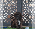 Small Poodle (Miniature)