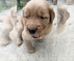 Golden Retriever Litter for sale in COSHOCTON, OH, USA