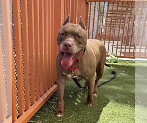 Mutt Dogs for adoption in Las Vegas, NV, USA